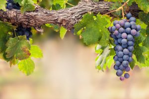 Palisade Grape Vines