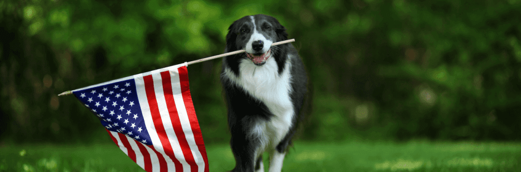 dog carrying flag